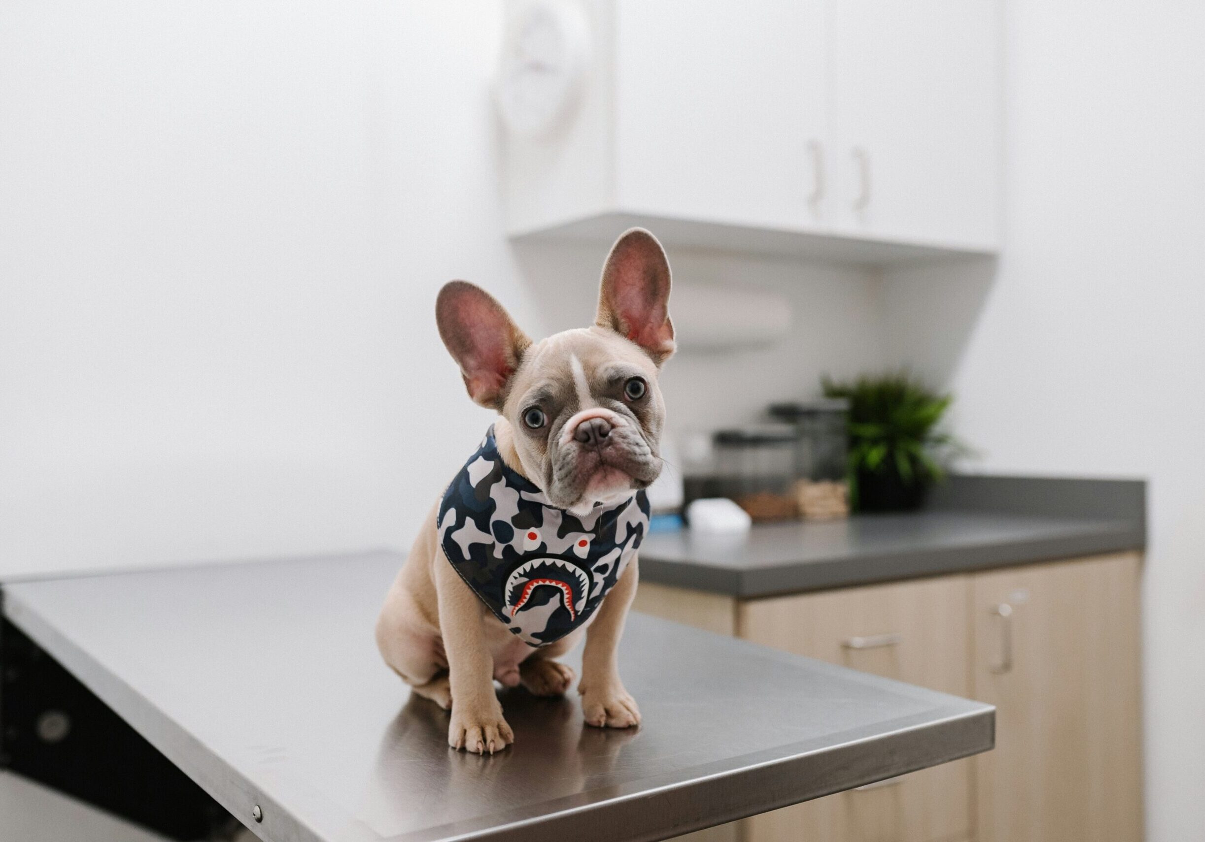 karsten-winegeart-loJL4ijUobg-unsplash karsten-winegeart-loJL4ijUobg-unsplash